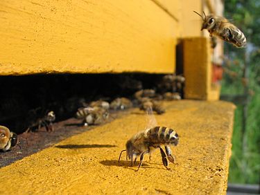 375px-Honeybee-cooling_cropped